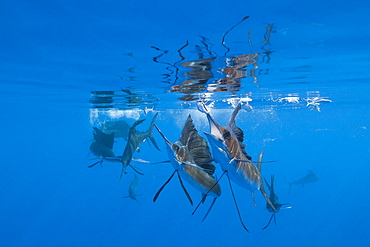 Atlantic sailfish (Istiophorus albicans), Isla Mujeres, Yucatan Peninsula, Caribbean Sea, Mexico, North America