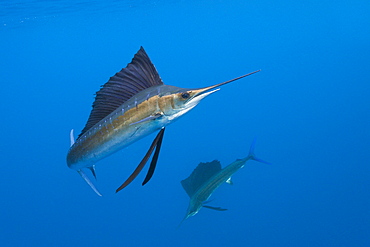 Atlantic sailfish (Istiophorus albicans), Islamorada, Florida Keys, Florida, United States of America, North America