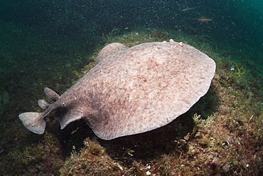 Marbled Torpedo Ray (Torpedo marmorata), Cap de Creus, Costa Brava, Spain, Mediterranean, Europe