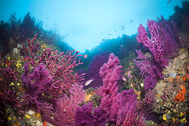 Reef with variable Gorgonians (Paramuricea clavata), Cap de Creus, Costa Brava, Spain, Mediterranean, Europe