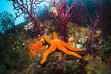 Red Starfish (Echinaster sepositus) on coral reef, Cap de Creus, Costa Brava, Spain, Mediterranean, Europe