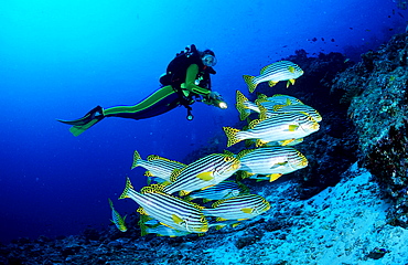 Oriental sweetlips and scuba diver, Plectorhinchus vittatus, Maldives Island, Indian Ocean, Ari Atol