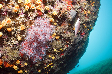 Precious Corals, Corallium rubrum, Cap de Creus, Costa Brava, Spain, Mediterranean, Europe