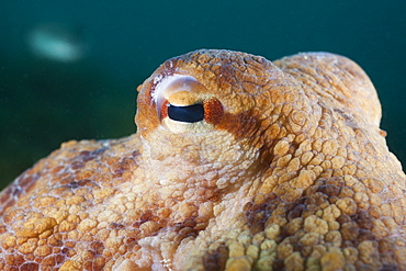 Eye of common octopus (Octopus vulgaris), Cap de Creus, Costa Brava, Spain, Mediterranean, Europe