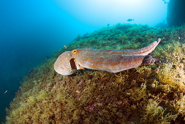 Common octopus (Octopus vulgaris) on reef, Cap de Creus, Costa Brava, Spain, Mediterranean, Europe