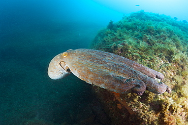 Common octopus (Octopus vulgaris) on reef, Cap de Creus, Costa Brava, Spain, Mediterranean, Europe