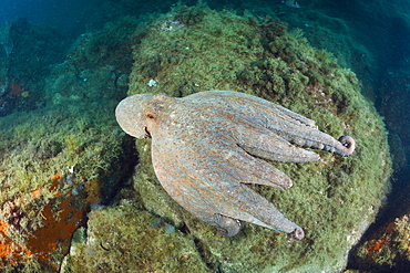 Common octopus (Octopus vulgaris) on reef, Cap de Creus, Costa Brava, Spain, Mediterranean, Europe