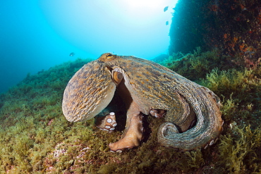 Common octopus (Octopus vulgaris) on reef, Cap de Creus, Costa Brava, Spain, Mediterranean, Europe