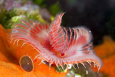 Tube worm (Serpula vermicularis), Cap de Creus, Costa Brava, Spain, Mediterranean, Europe