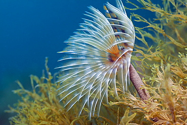 Spiral tube worm (Spirographis spallanzani), Cap de Creus, Costa Brava, Spain, Mediterranean, Europe