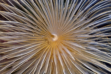 Tentacle of spiral tube worm (Spirographis spallanzani), Cap de Creus, Costa Brava, Spain, Mediterranean, Europe