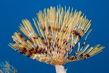 Tentacle of spiral tube worm (Spirographis spallanzani), Cap de Creus, Costa Brava, Spain, Mediterranean, Europe