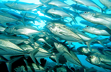 Bigeye trevally, Caranx sexfasciatus, Malaysia, Pazifik, Pacific ocean, Borneo, Sipadan