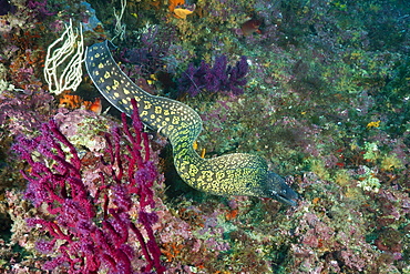 Mediterranean Moray Eel (Muraena helena), Cap de Creus, Costa Brava, Spain, Mediterranean, Europe