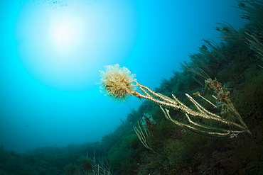 Colony of Diazona Tunicate (Diazona violacea), Cap de Creus, Costa Brava, Spain, Mediterranean, Europe