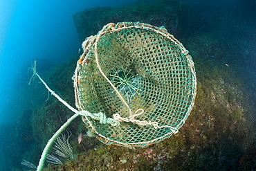 Fish trap on reef, Cap de Creus, Costa Brava, Spain, Mediterranean, Europe