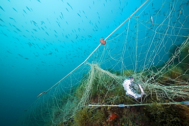 Lost fishing net on reef, Cap de Creus, Costa Brava, Spain, Mediterranean, Europe