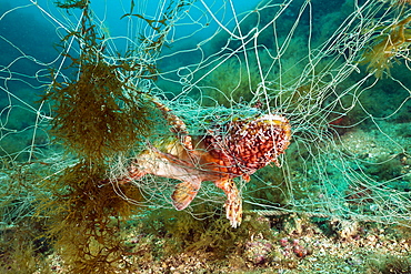 Rockfish (Scorpaena scrofa), trapped in lost fishing net, Cap de Creus, Costa Brava, Spain, Mediterranean, Europe