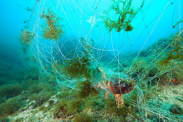 Rockfish (Scorpaena scrofa), trapped in lost fishing net, Cap de Creus, Costa Brava, Spain, Mediterranean, Europe