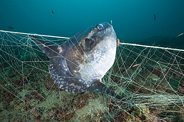 Sunfish (Mola mola), trapped in lost fishing net, Cap de Creus, Costa Brava, Spain, Mediterranean, Europe