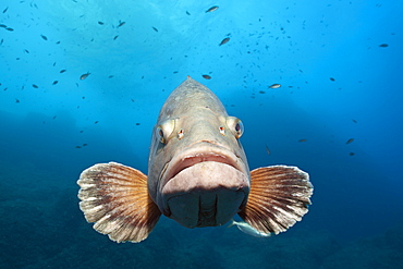 Dusky Grouper (Epinephelus marginatus), Cap de Creus, Costa Brava, Spain, Mediterranean, Europe