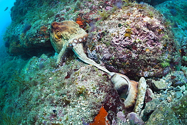 Mating of common octopus (Octopus vulgaris), Cap de Creus, Costa Brava, Spain, Mediterranean, Europe