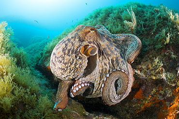 Common octopus (Octopus vulgaris) on reef, Cap de Creus, Costa Brava, Spain, Mediterranean, Europe