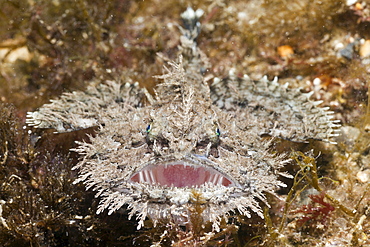 Short-spined Anglerfish (Lophius budegassa), Cap de Creus, Costa Brava, Spain, Mediterranean, Europe