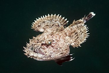 Short-spined Anglerfish (Lophius budegassa), Cap de Creus, Costa Brava, Spain, Mediterranean, Europe