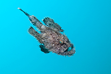 Short-spined Anglerfish (Lophius budegassa), Cap de Creus, Costa Brava, Spain, Mediterranean, Europe