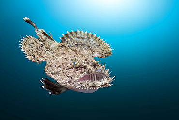 Short-spined Anglerfish (Lophius budegassa), Cap de Creus, Costa Brava, Spain, Mediterranean, Europe