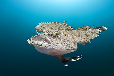 Short-spined Anglerfish (Lophius budegassa), Cap de Creus, Costa Brava, Spain, Mediterranean, Europe