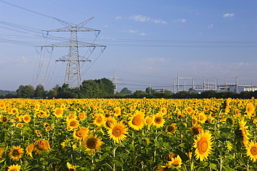 Sunflowers (Helianthus annuus) in field near electricity pylons, Munich, Bavaria, Germany, Europe