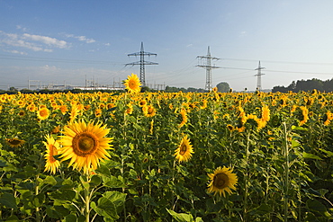 Sunflowers (Helianthus annuus) in field near electricity pylons, Munich, Bavaria, Germany, Europe