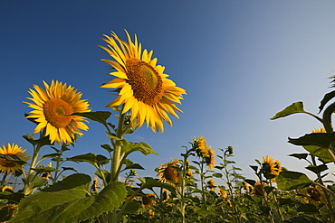 Sunflowers (Helianthus annuus), Munich, Bavaria, Germany, Europe