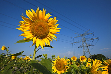 Sunflowers (Helianthus annuus) in field below power lines, Munich, Bavaria, Germany, Europe