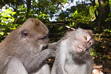 Delousing, longtailed macaques (Macaca fascicularis), Bali, Indonesia, Southeast Asia, Asia