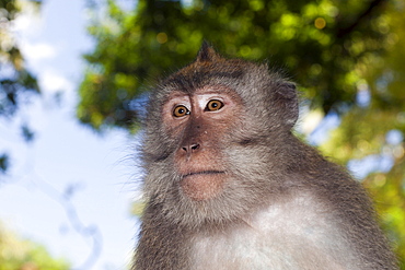 Longtailed macaque (Macaca fascicularis), Bali, Indonesia, Southeast Asia, Asia