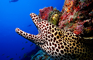 Black spotted moray, Gymnothorax melanospilos, Maldives Island, Indian Ocean, Ari Atol