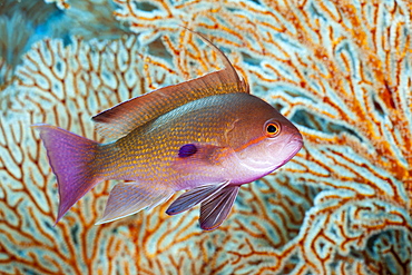 Lyretail Anthias (Pseudanthias squamipinnis), Amed, Bali, Indonesia, Southeast Asia, Asia