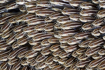 Striped eel catfish (Plotosus lineatus), Amed, Bali, Indonesia, Southeast Asia, Asia