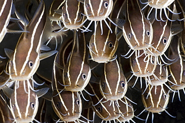 Striped eel catfish (Plotosus lineatus), Amed, Bali, Indonesia, Southeast Asia, Asia