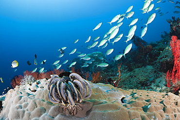 Coral reef, Amed, Bali, Indonesia, Southeast Asia, Asia