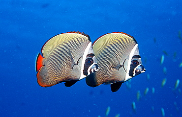 butterflyfish, Chaetodon collare, Maldives Island, Indian Ocean, Ari Atol