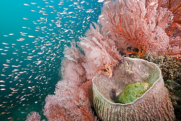 Scorpianfish (Scorpaenopsis oxycephalus), inside barrel sponge (Xestospongia testudinaria), Amed, Bali, Indonesia, Southeast Asia, Asia