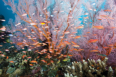 Pacific flame anthias (Pseudanthias dispar) in coral reef, Amed, Bali, Indonesia, Southeast Asia, Asia