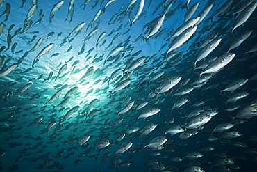 Schooling bigeye trevally (Caranx sexfasciatus), Tulamben, Bali, Indonesia, Southeast Asia, Asia