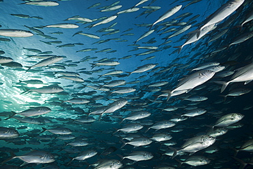 Schooling bigeye trevally (Caranx sexfasciatus), Tulamben, Bali, Indonesia, Southeast Asia, Asia