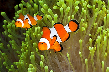 Clown anemonefish (Amphiprion percula), Alam Batu, Bali, Indonesia, Southeast Asia, Asia