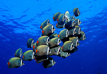 butterflyfish, Chaetodon collare, Maldives Island, Indian Ocean, Ari Atol